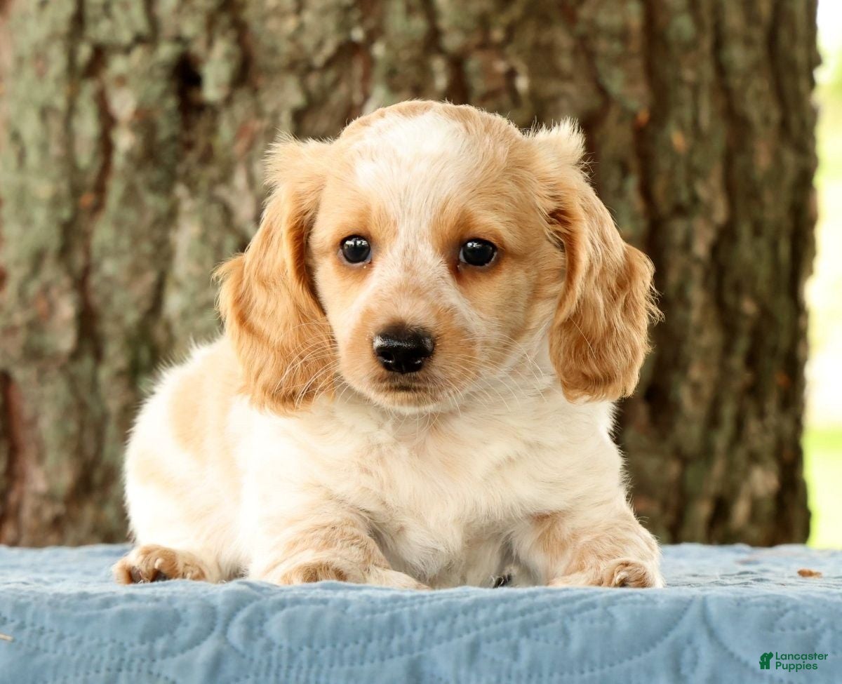 Miniature Dachshund dogs Hank - Ad 1