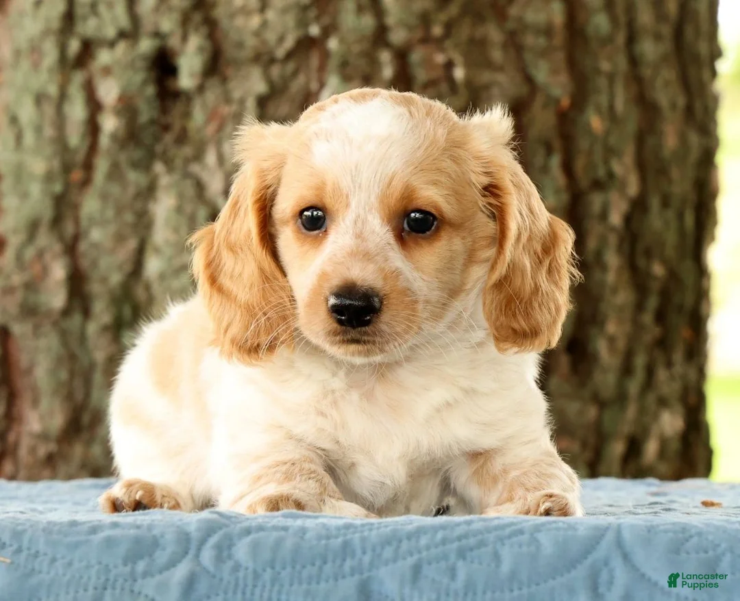 Miniature Dachshund dogs for sale: Hank - Ad 1