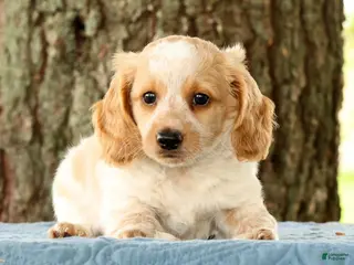 Miniature Dachshund dogs for sale: Hank - Ad 1