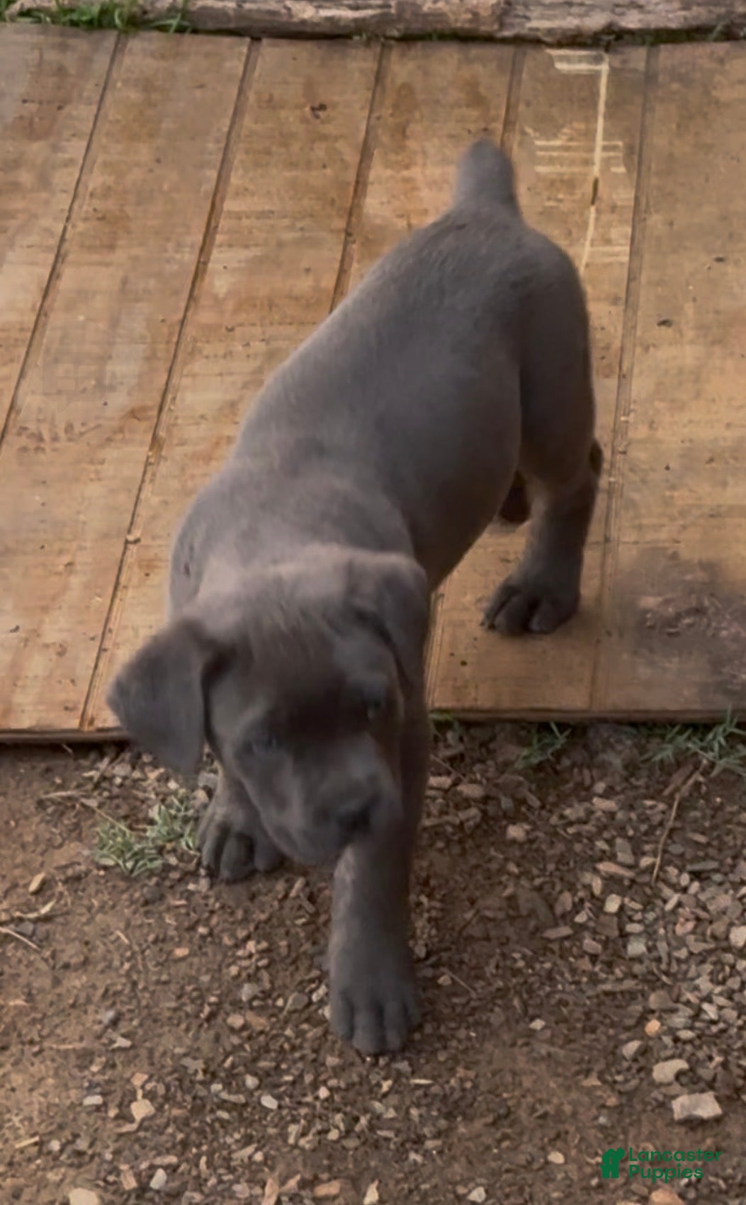 Cane Corso dogs Cane Corso Puppy 5 - Ad 1