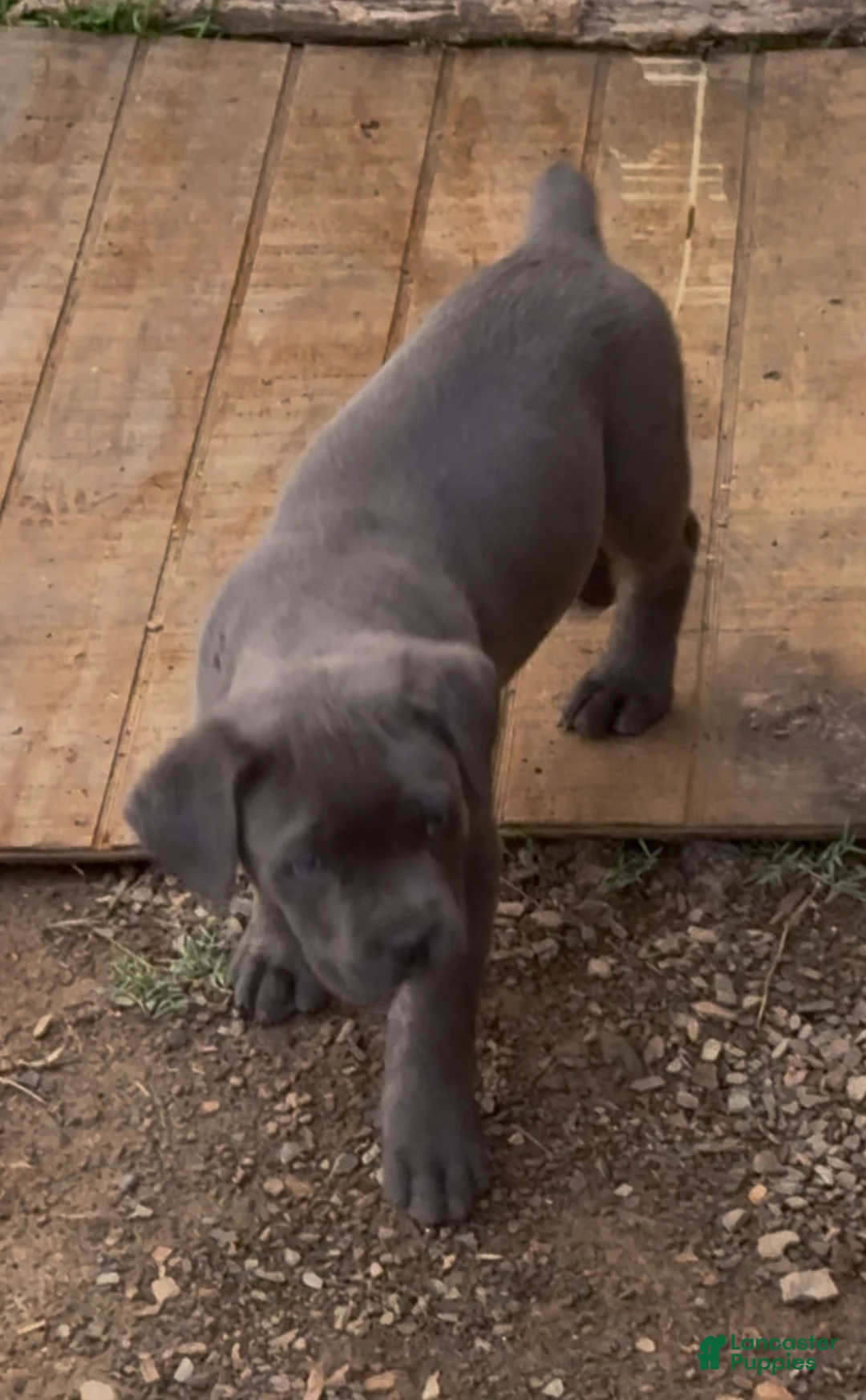 Cane Corso dogs for sale: Cane Corso Puppy 5 - Ad 1
