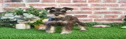 Miniature Schnauzer dogs for sale: Esperanza  - Ad 9