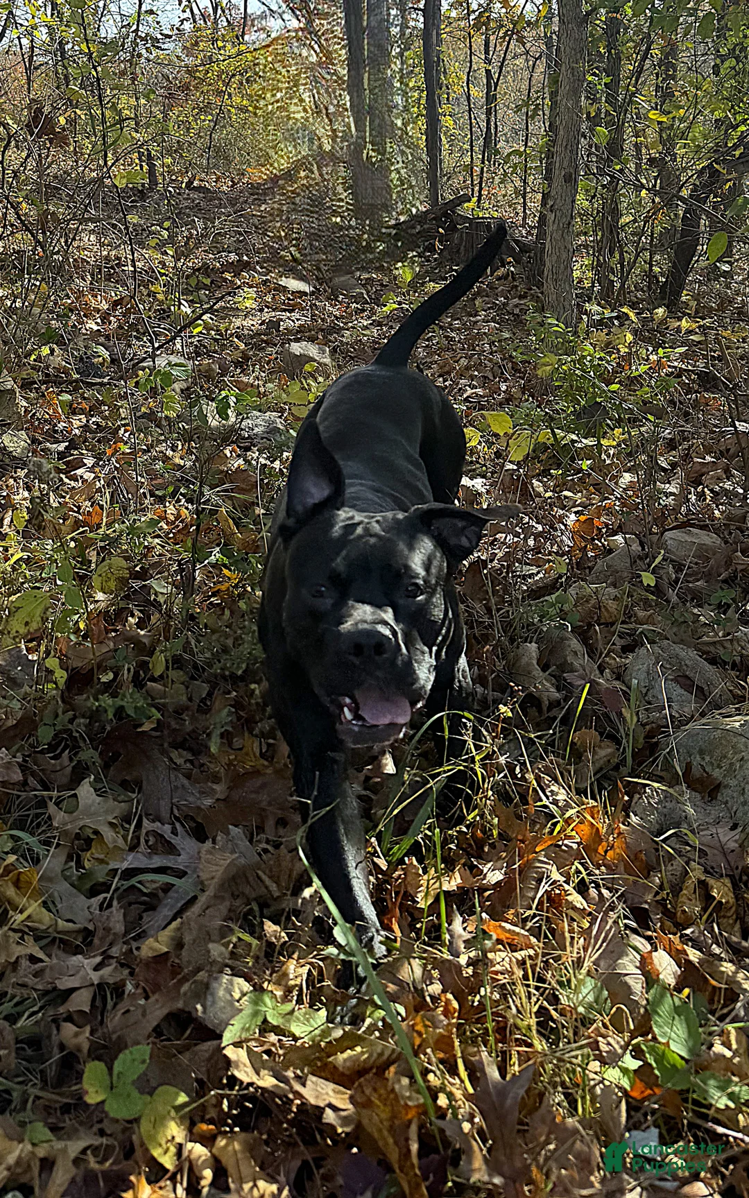 Mixed Breed dogs for sale: Nipper - Ad 15