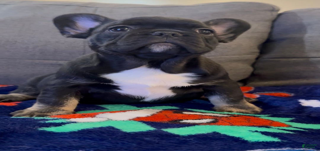 Gallery Image {{count}}