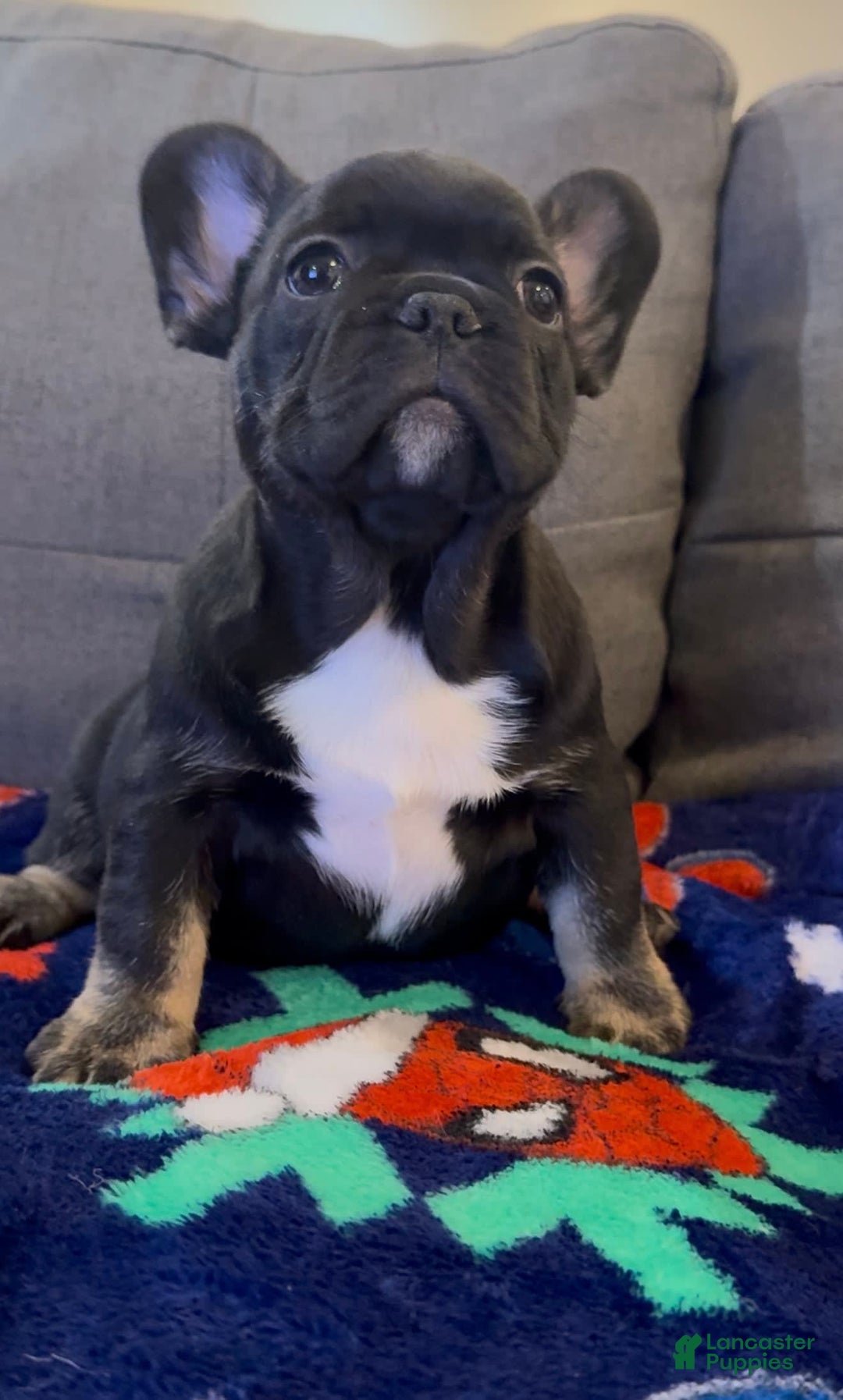 Gallery Image {{count}}