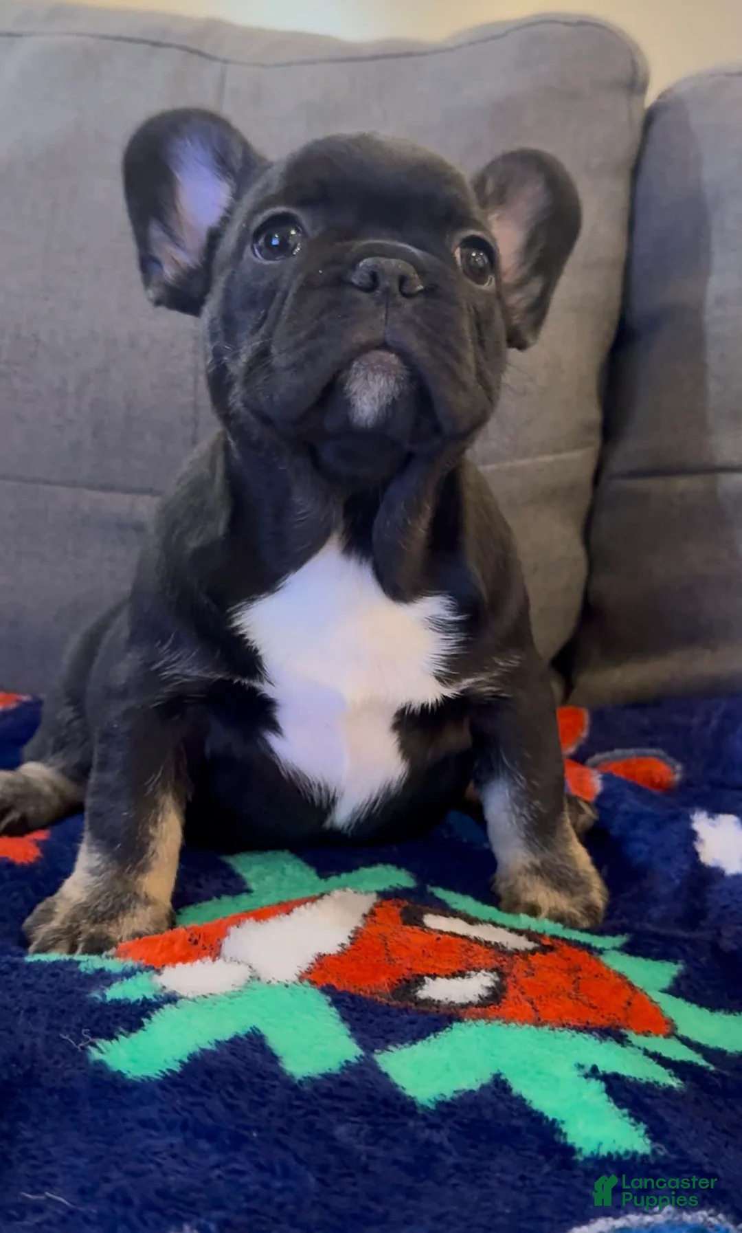 Gallery Image {{count}}