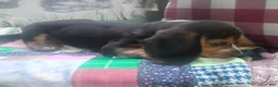 Beagle dogs for sale: Obie - Ad 4