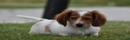 Miniature Dachshund dogs for sale: Cosmo - Ad 4
