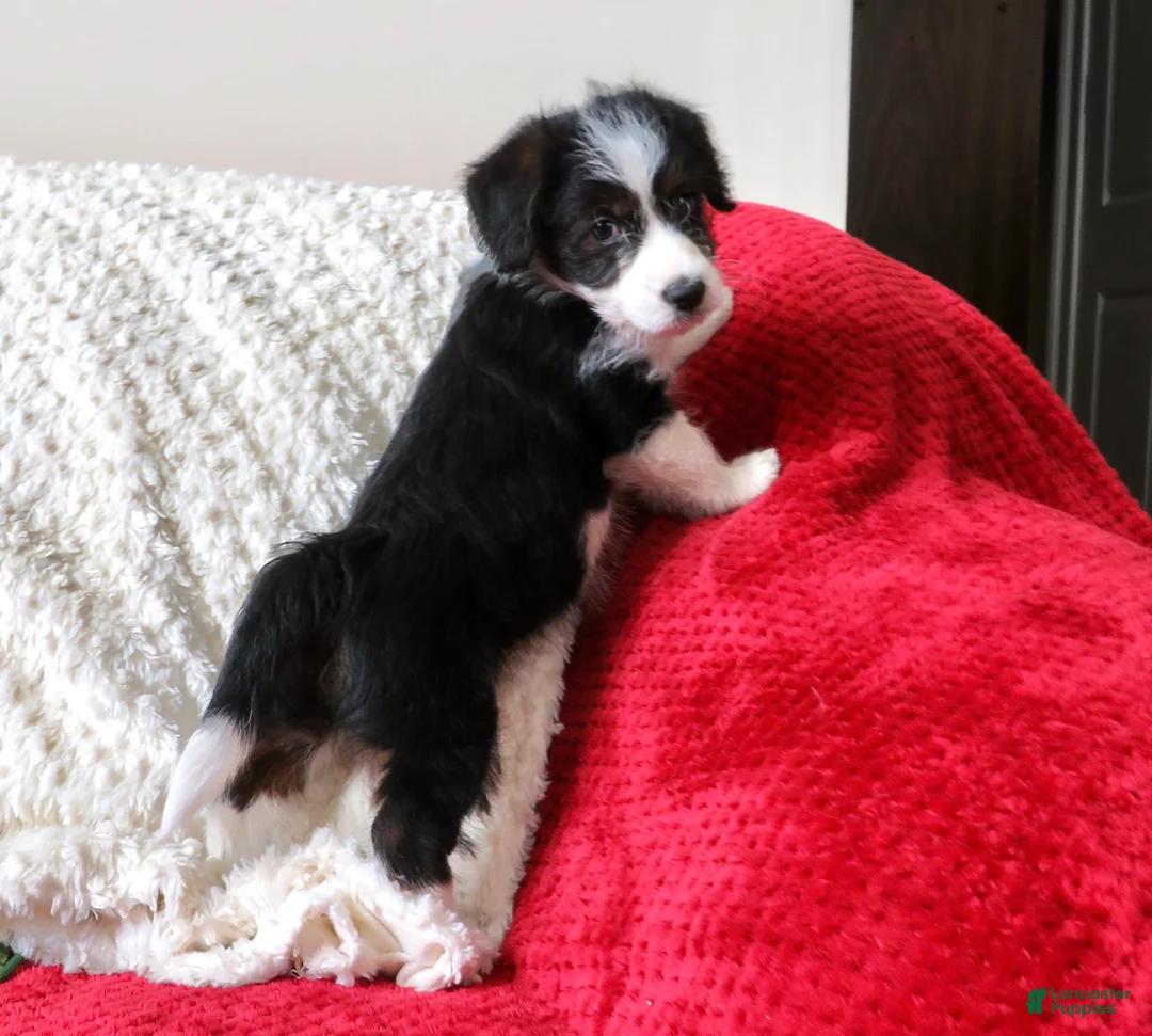 Corgipoo dogs for sale: Corgipoo Puppy 2 - Ad 10