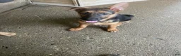 German Shepherd dogs for sale: Tiny girl - Ad 3