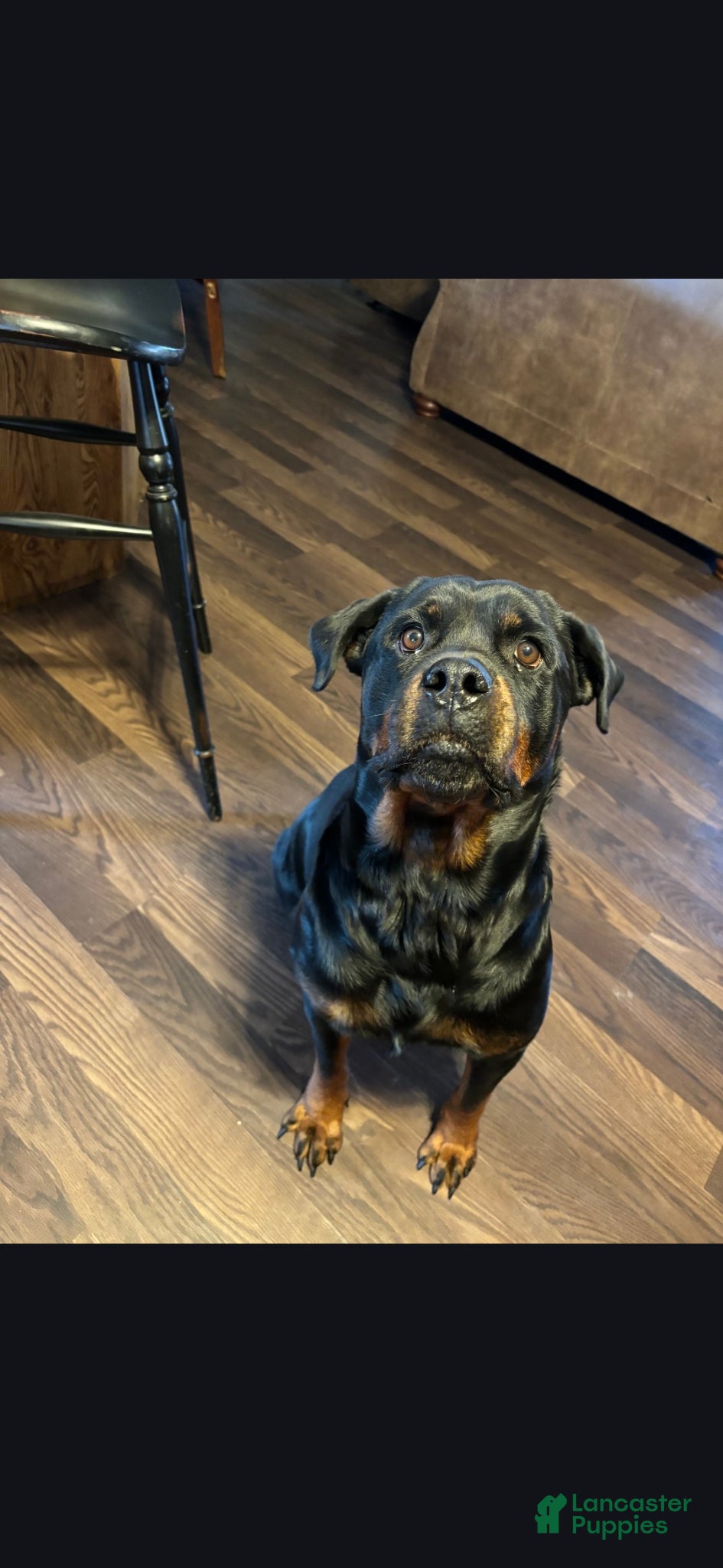 Rottweiler dogs Rottweiler Puppy 1 - Ad 2