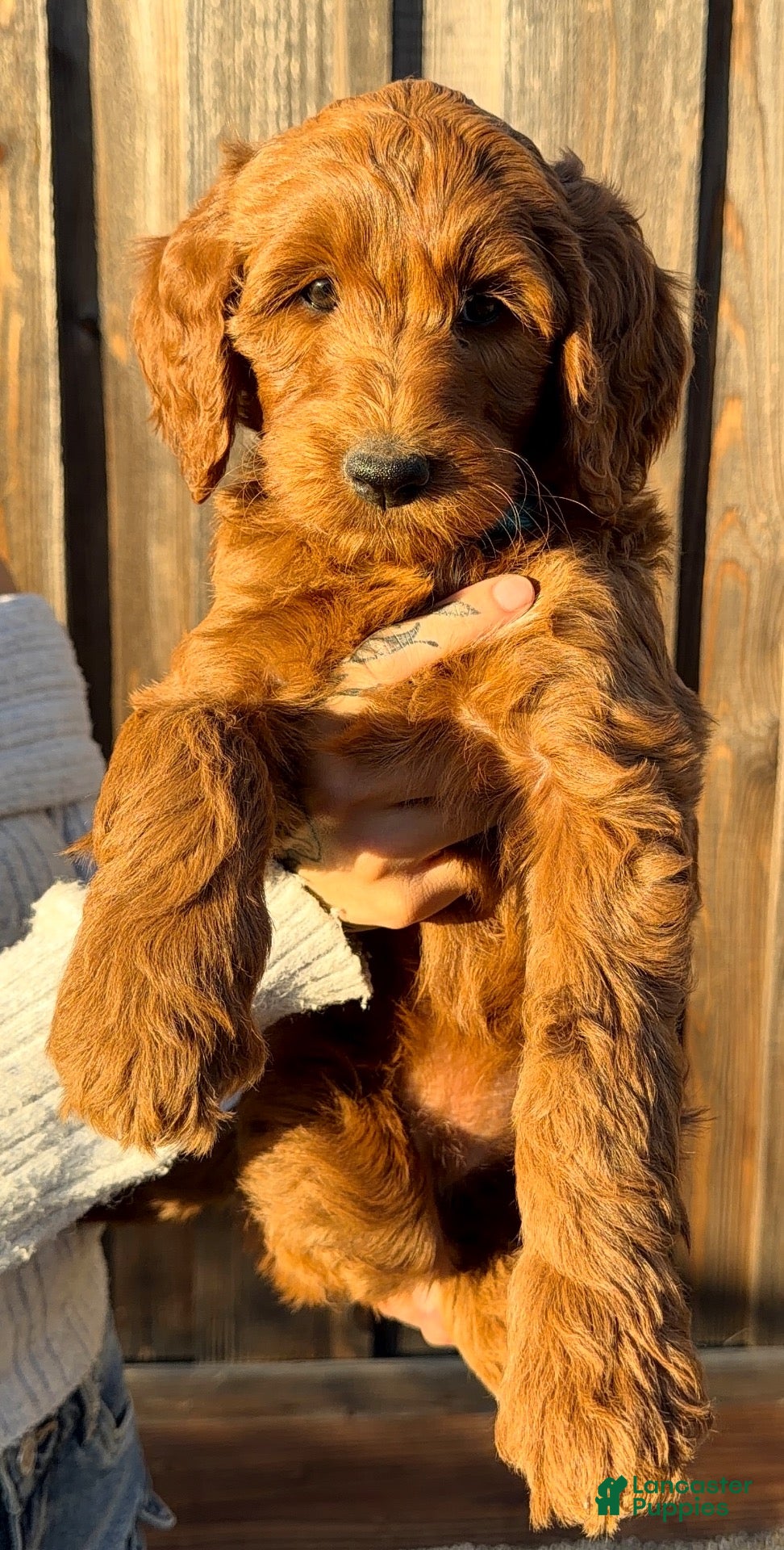 Goldendoodle dogs Goldendoodle 7 - Ad 17