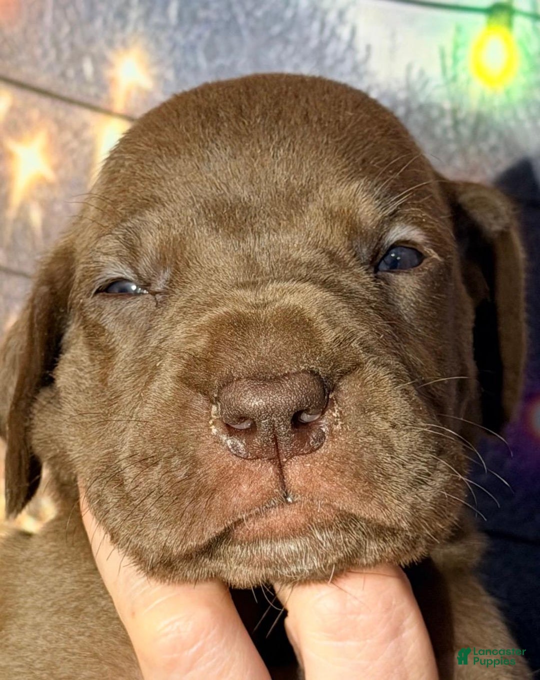 Great Dane dogs for sale: Tom - Chocolate - Ad 1