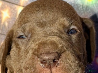 Great Dane dogs Tom - Chocolate - Ad 13