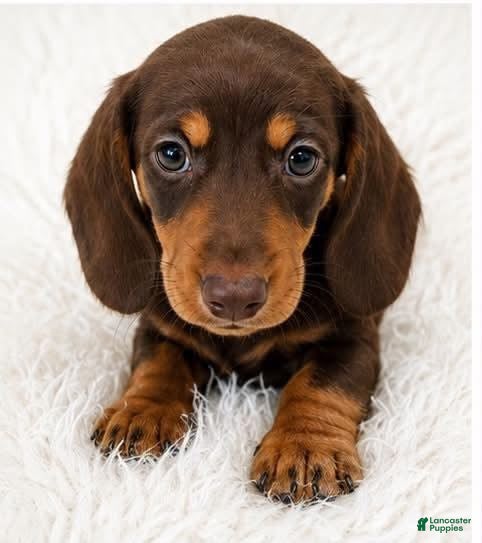 Miniature Dachshund dogs Biscuit - Ad 17