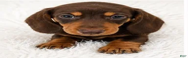 Biscuit