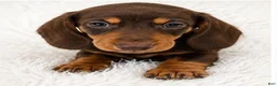 Miniature Dachshund dogs for sale: Biscuit - Ad 1