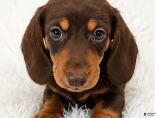 Miniature Dachshund dogs Biscuit - Ad 17