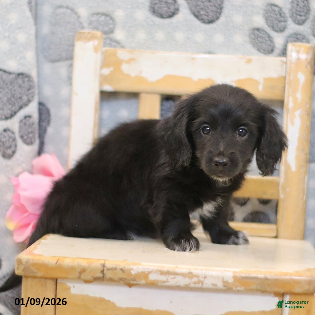 Miniature Dachshund dogs for sale: Pearl - Ad 2