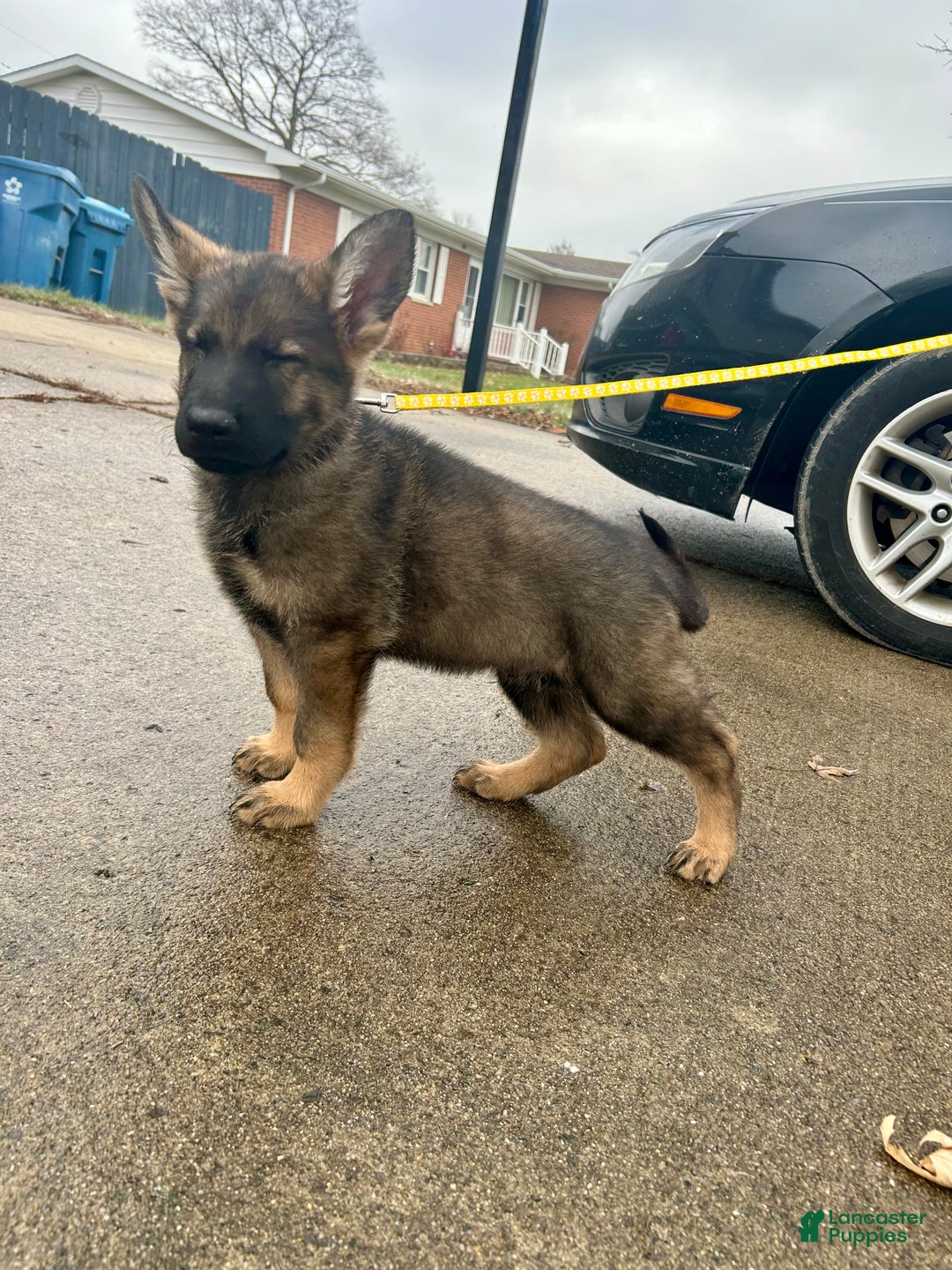 German Shepherd dogs for sale: German Shepherd Gold - Ad 4