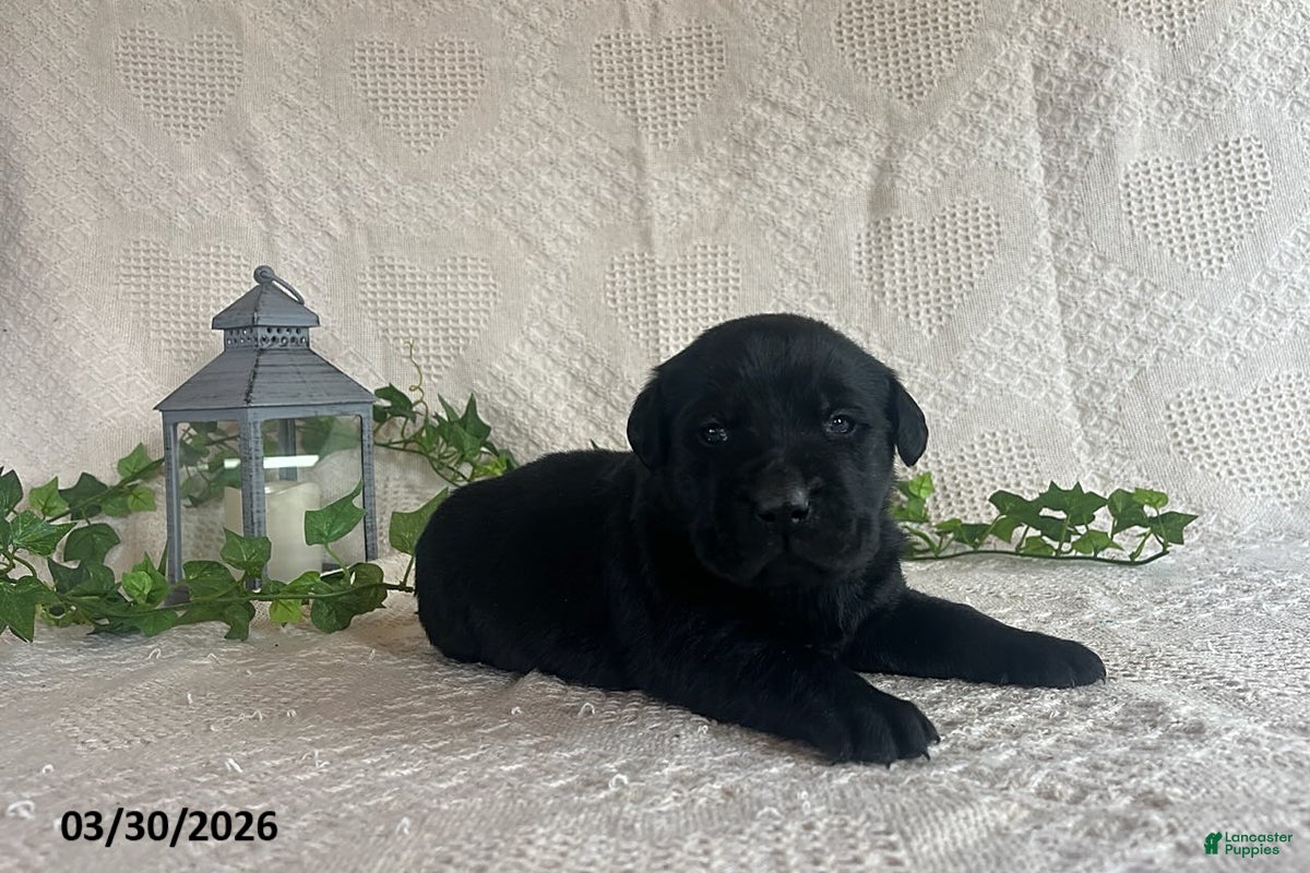 Labrador Retriever dogs Roxy - Ad 1
