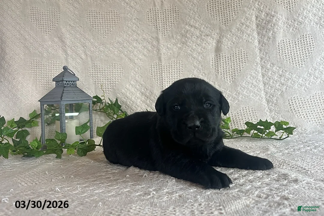 Labrador Retriever dogs for sale: Roxy - Ad 1