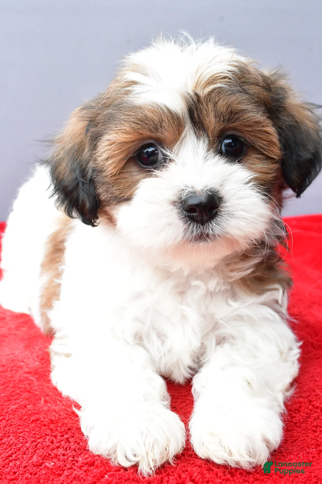 Teddy Bear dogs for sale: Tiffany - Ad 1