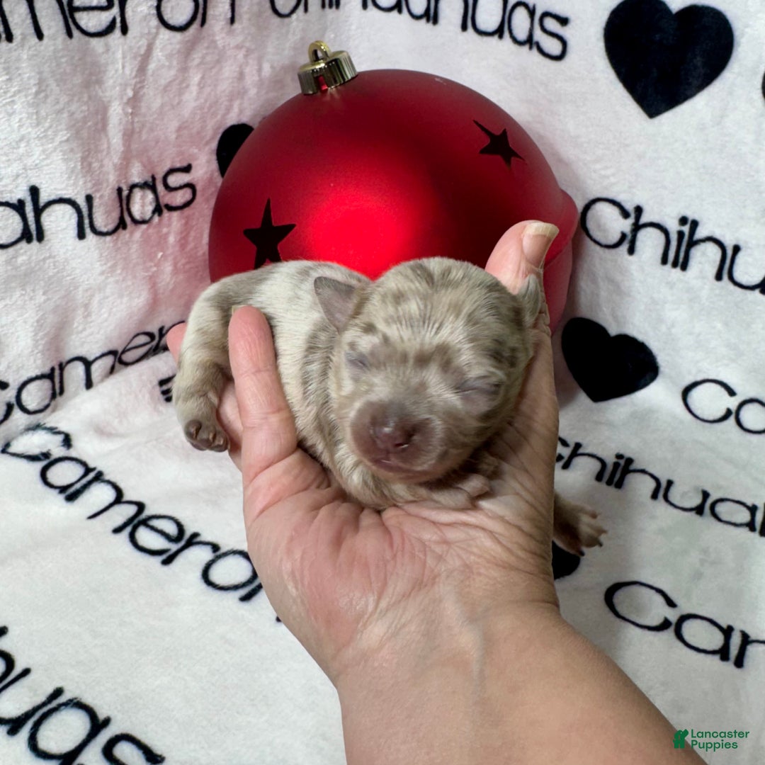 Chihuahua dogs for sale: Xavier Lavender Merle LC - Ad 6