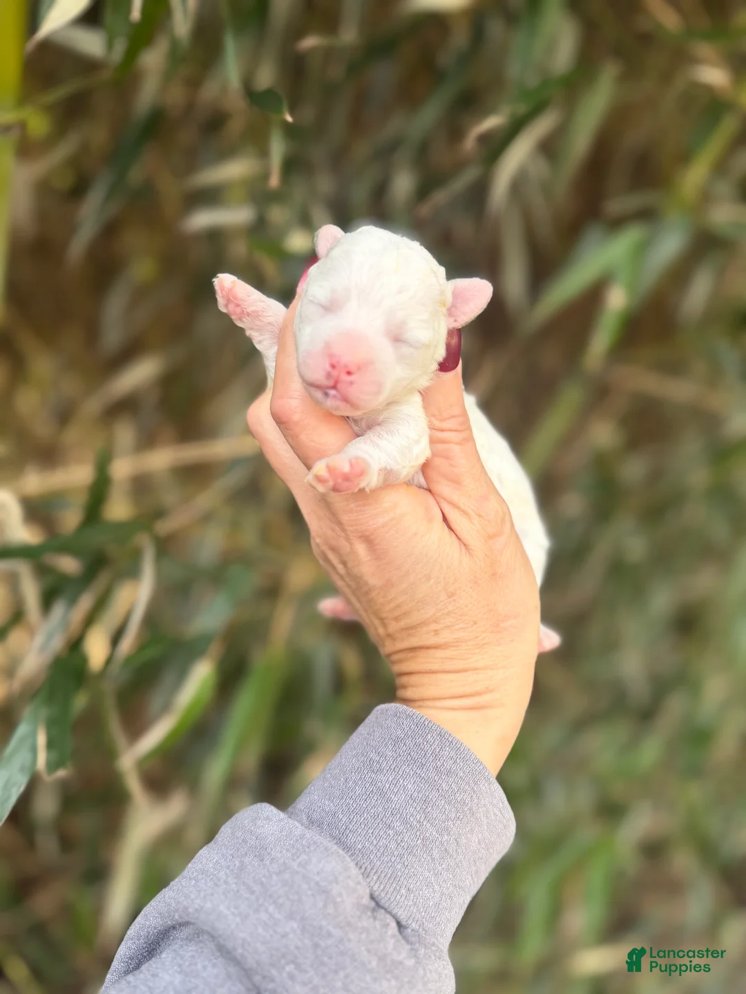 Bichpoo dogs for sale: Bichpoo Puppy 3 - Ad 1