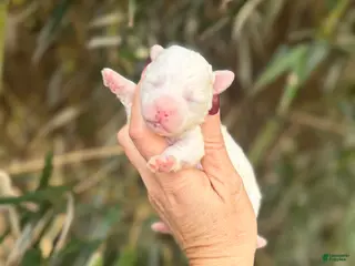 Bichpoo dogs Bichpoo Puppy 3 - Ad 42