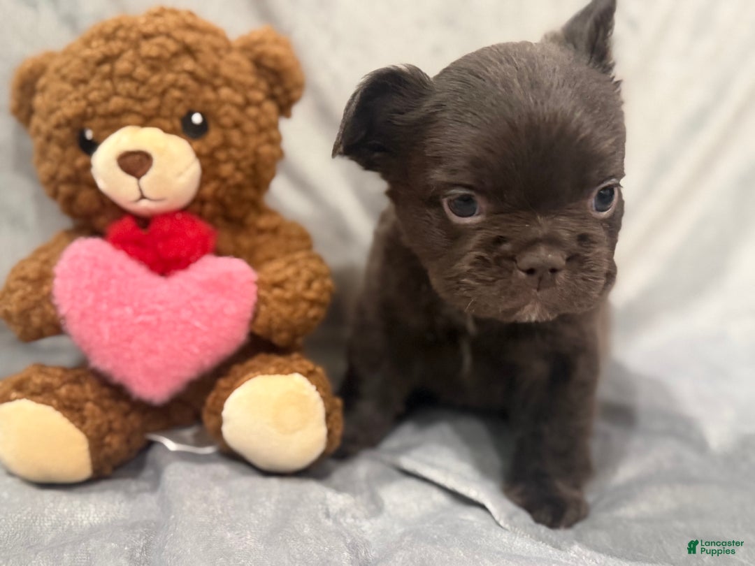 French Bulldog dogs for sale: Feliz - Ad 3