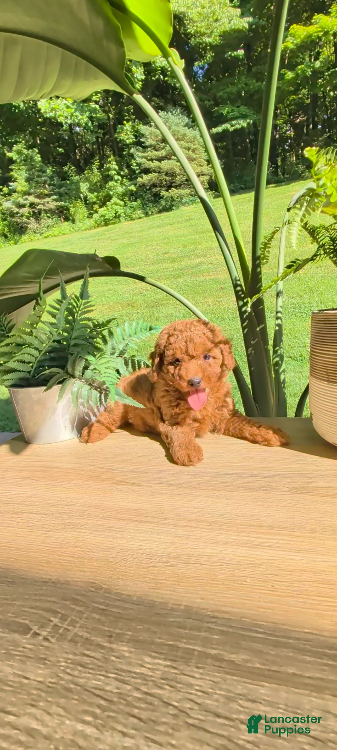Miniature Poodle dogs for sale: Booker - Ad 2