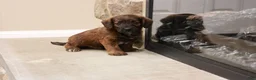 Jackapoo dogs for sale: Jesse - Ad 4