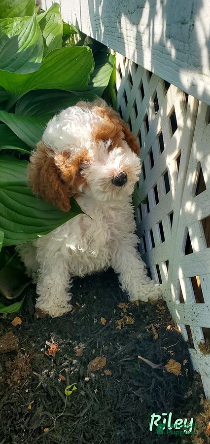 Toy Poodle dogs for sale: Riley - Ad 6