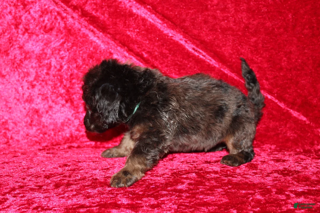 Doxiepoo dogs for sale: Doxiepoo Dory - Ad 2