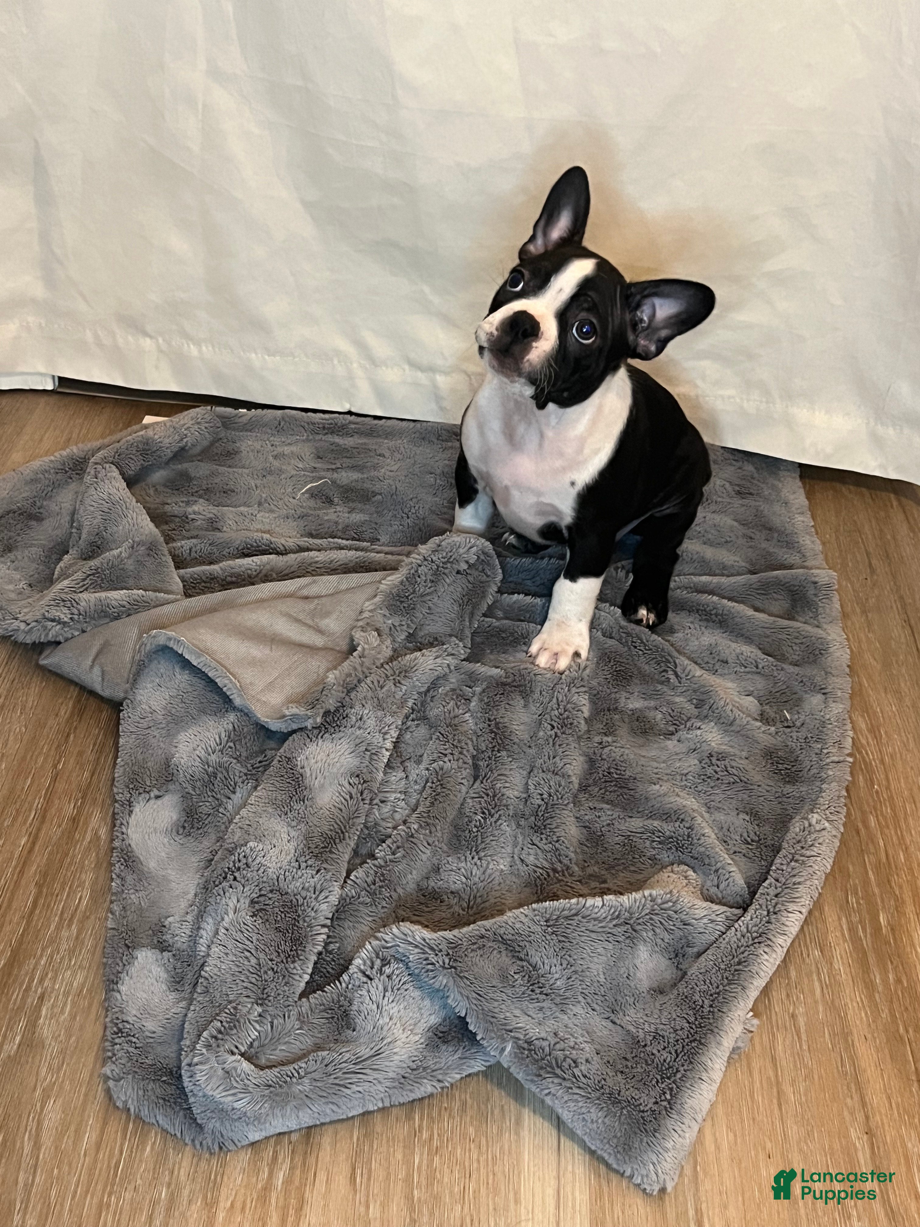 Boston Terrier dogs for sale: Tank - Ad 3