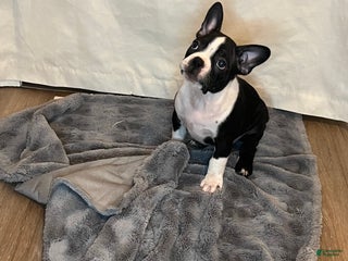 Boston Terrier dogs for sale: Tank - Ad 3