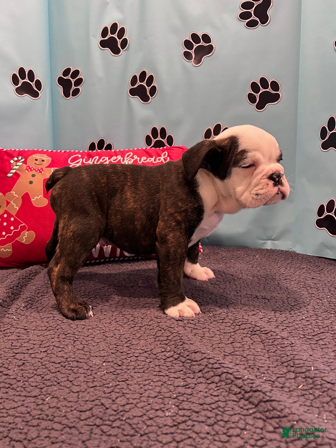 English Bulldog dogs for sale: SIMBO - Ad 11