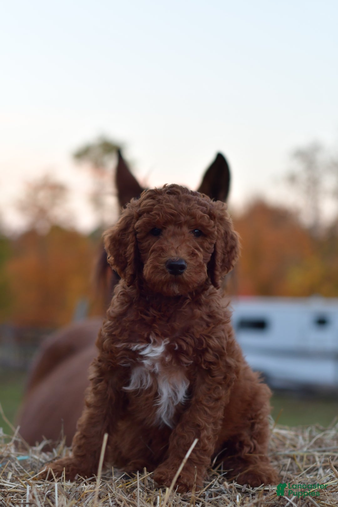 Standard Poodle dogs for sale: Clifford  - Ad 6