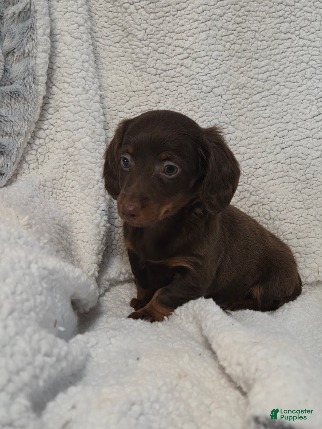 Miniature Dachshund dogs for sale: Miniature Dachshund Puppy 3 - Ad 4