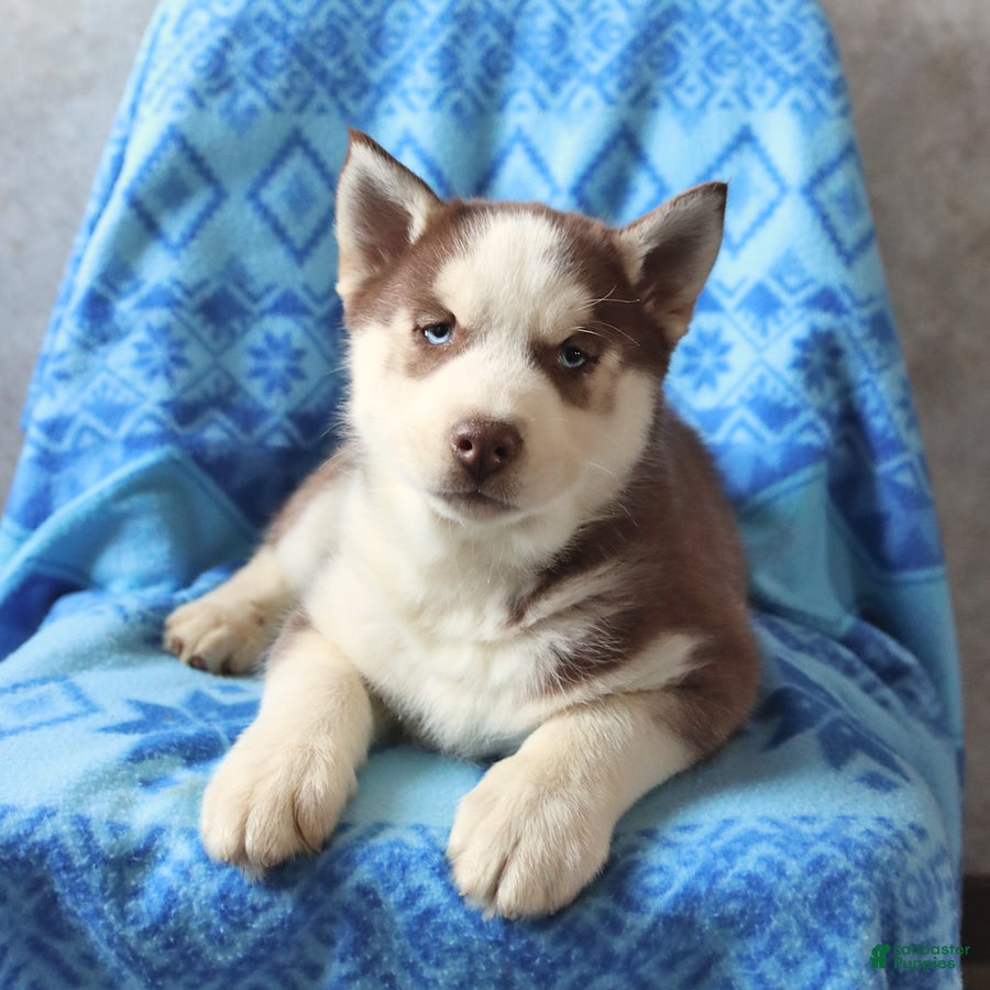 Siberian Husky dogs Tundra - Ad 2