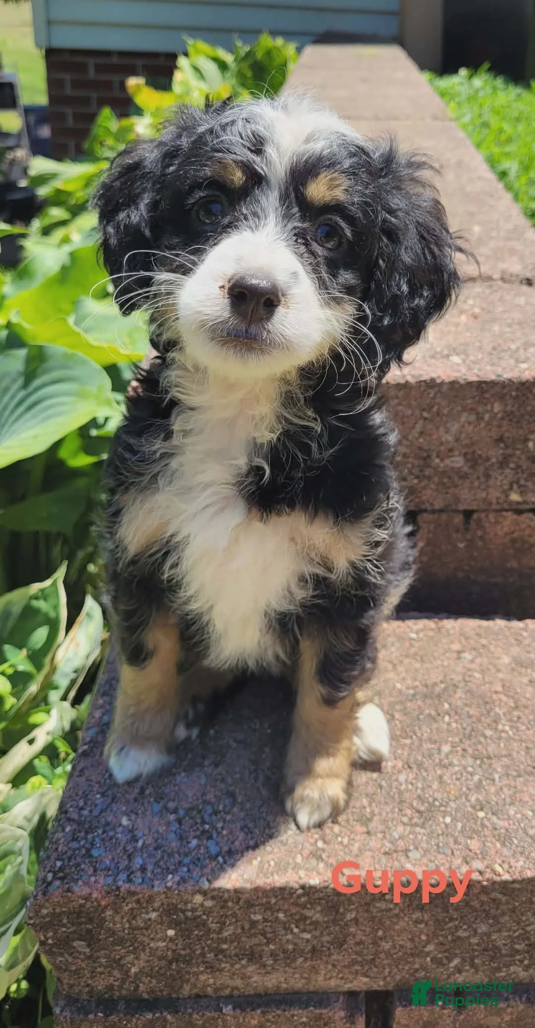 Mini Bernedoodle dogs for sale: Guppy - Ad 1