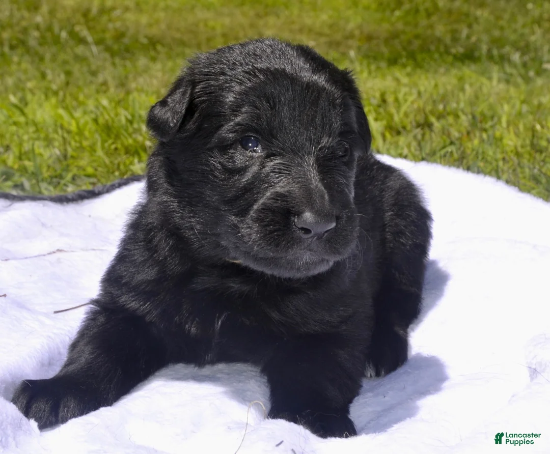 German Shepherd dogs for sale: Molly - Ad 1