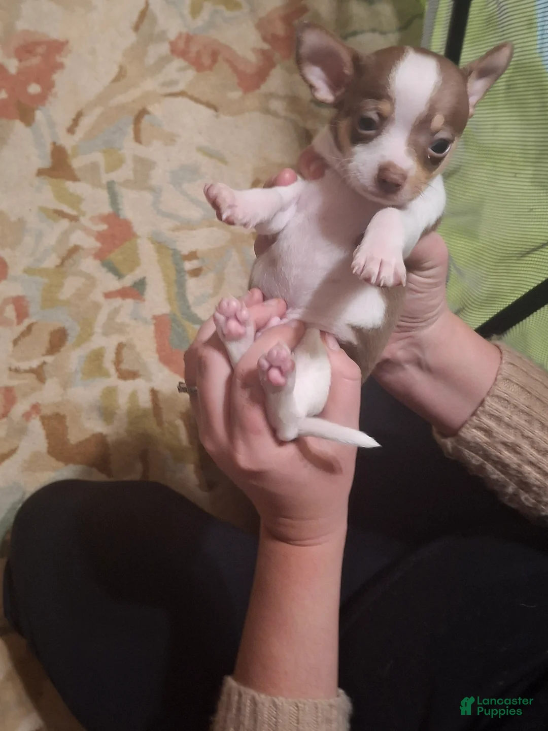 Chihuahua dogs for sale: Chihuahua Puppy 1 - Ad 3