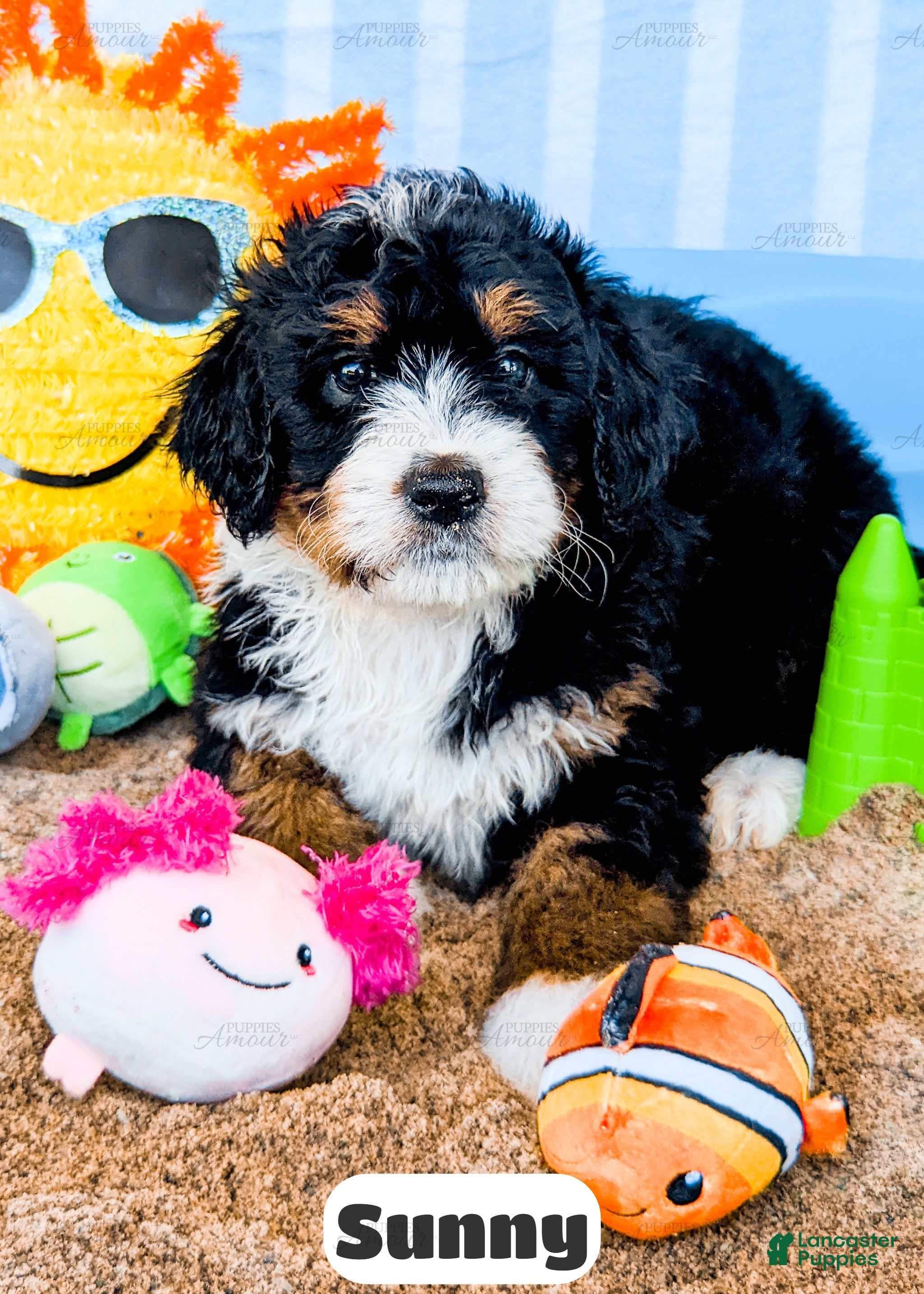 Sunny Bernedoodle for sale in Elida | Lancaster Puppies