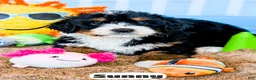 Bernedoodle dogs for sale: Sunny - Ad 5