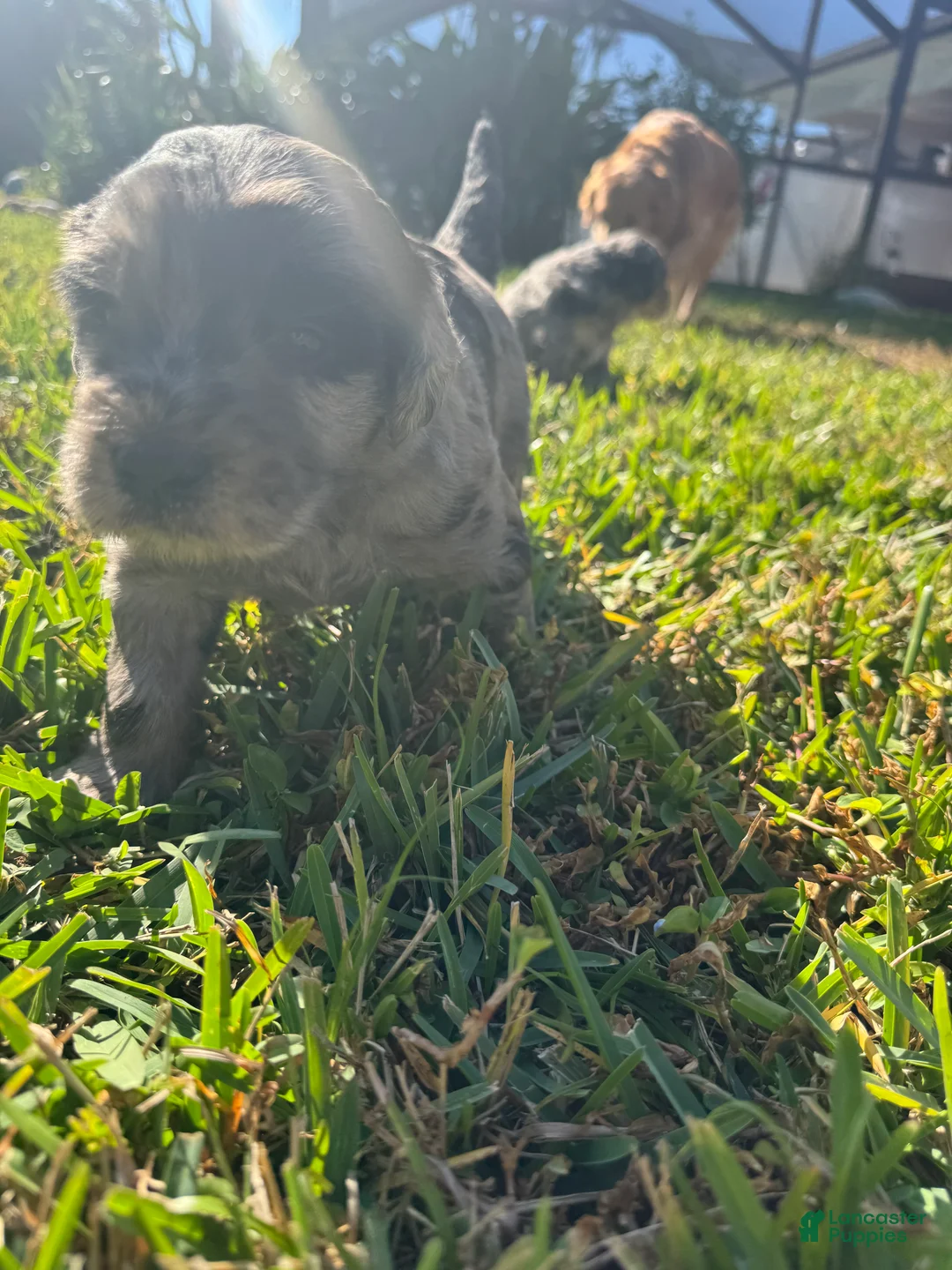 Goldendoodle dogs for sale: Micki  - Ad 5