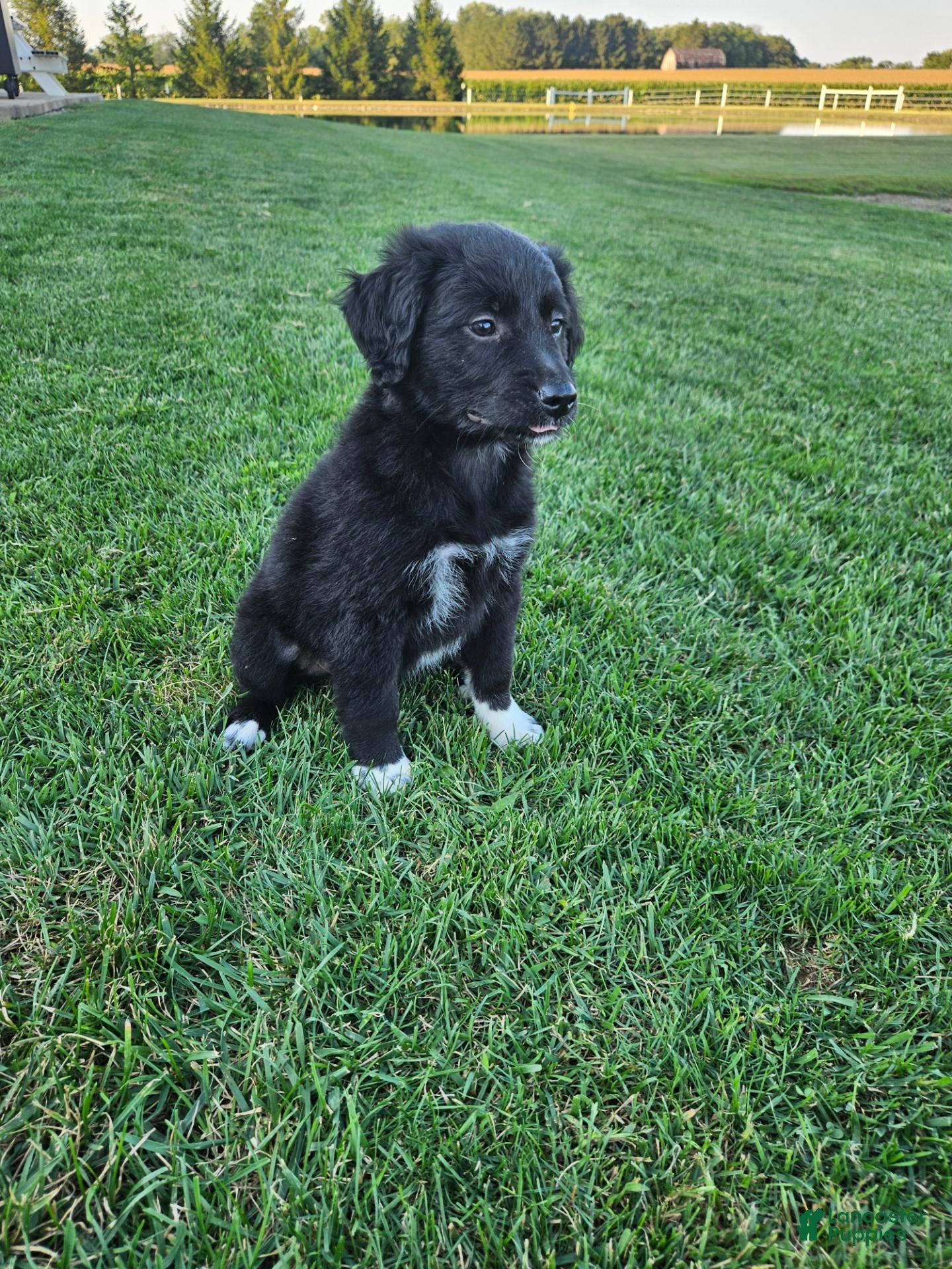 Mixed Breed dogs  Molly  - Ad 2