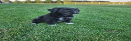 Mixed Breed dogs for sale:  Molly  - Ad 2