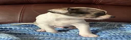 Chiweenie dogs for sale: Chiweenie 1 - Ad 11